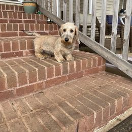 Dachshund and Leonberger Puppies from Smokey Mountain Leos and Black Forest WHD