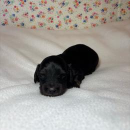 Harry - Black and tan male Dachshund puppy in Mountain Grove, Missouri from Happy Hounds