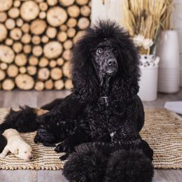 Poodles from Fancy’s Black Label Poodles