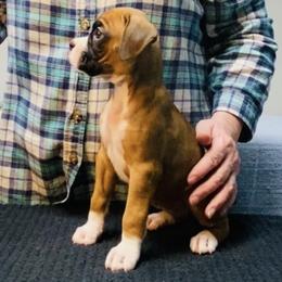 Pink - Fawn female Boxer puppy in Butler, Pennsylvania from Schaible's Boxer Huddle