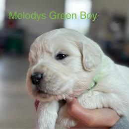 Boy 2 - Light golden male Golden Retriever puppy in Orland, California from Brownfield’s English Cream Golden Retrievers