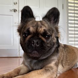 Freya - French Bulldog