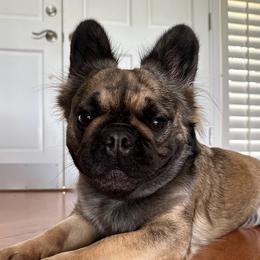 Freya - French Bulldog