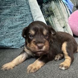 Male 2 - Parti male Miniature Schnauzer puppy in Pearland, Texas from K & S Schnauzers
