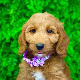 Jade - Red  female Goldendoodle puppy in Brandon, Florida from Murphys Doodles