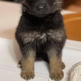 German Shepherds from Triple C Kenne