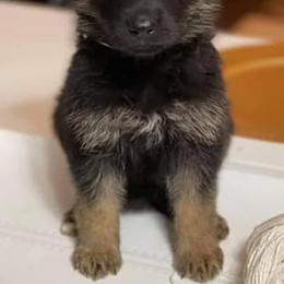 German Shepherds from Triple C Kenne