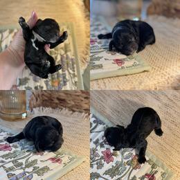 Jeremiah - Black and white male Cockapoo puppy in Lafayette, Louisiana from Kinkade Kennels