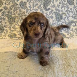 CASH 4000 - Chocolate male Dachshund puppy in Gatesville, Texas from CJ's Dach Dynasty