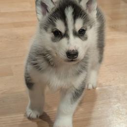Style - Black and white male Siberian Husky puppy in Wisconsin from Liberty Siberians