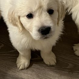 Girl 2 - Golden Retriever puppy from Golden Hearts Ranch English Cream Retrievers