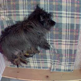 Girl 2 - Red brindle female Cairn Terrier puppy in Savannah, Missouri from WoodSchott Cairn Terriers