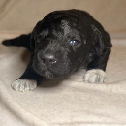 Boots - Black female Goldendoodle puppy in Saint Louis, Missouri from Jax Doodles