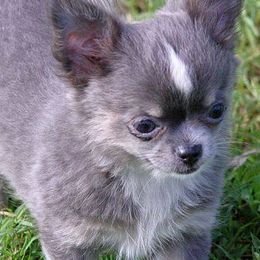 Chihuahuas from Catero Chihuahuas