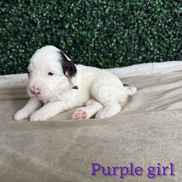 Girl 1 - Blue merle female Bernedoodle puppy in Modesto, California from Two Doods Doodles