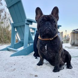 Pappy - French Bulldog