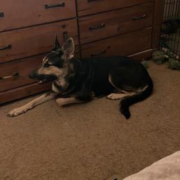 German Shepherd Puppies from Janices AKC German Sheperds LLC