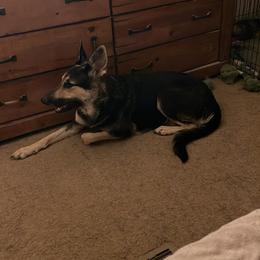German Shepherd Puppies from Janices AKC German Sheperds LLC