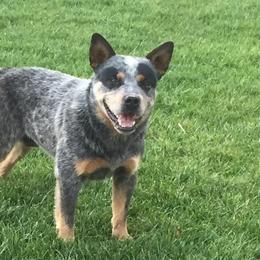 Australian Cattle Dogs from Bunker's Australian Cattle Dogs