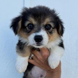 Willie - Black and tan male American Corgi puppy in Red Bluff, California from Circle T Livestock & K9 Co.
