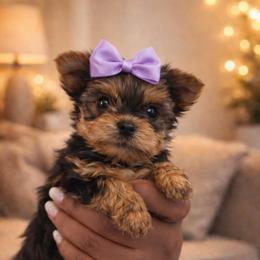 Lola-Girl 1 - Black and tan female Yorkshire Terrier puppy in Selden, New York from Alisha's Yorkshire Terriers