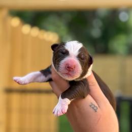 Trooper AKC - Red tri-color male Australian Shepherd puppy in Polk City, Florida from Skaky Shepherds