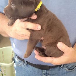 Labrador Retriever Puppies from PSJ Puppies, Holistic Pet Foods