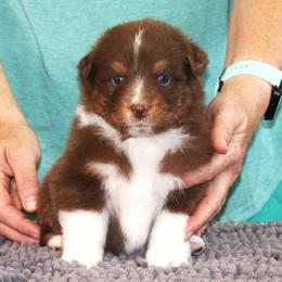 Courage - Red tri-color male Australian Shepherd puppy in Marshall, Indiana from Larkwood Australian Shepherds