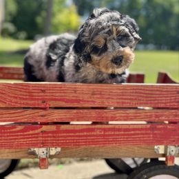 Monterey Jack - Merle male Bernedoodle puppy in Lexington, Ohio from Cairn Ridge Doodles