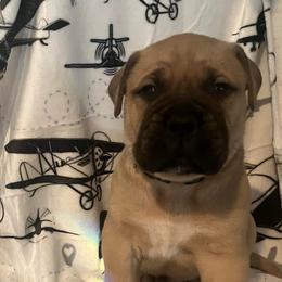 Frontier (Green Collar) - Fawn male Bullmastiff puppy in Carrollton, Texas from Meteora Bullmastiffs