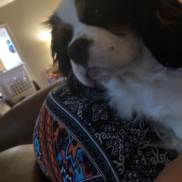 Ewa - Cavalier King Charles Spaniel