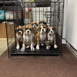 Boxer Puppies from East River Boxers