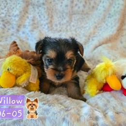 Willow - Black and gold female Yorkshire Terrier puppy in Nitro, West Virginia from Kathryn's Yorkies