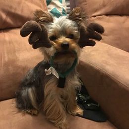 Yorkshire Terriers from Yorkie Perfection