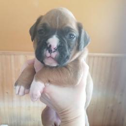 Hannah - Fawn female Boxer puppy in Cannon Falls, Minnesota from Pattys Boxers and Bulldogs