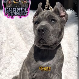 Sapphire - Gray brindle female Cane Corso puppy in Hayward, California from Grande Kennels
