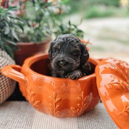 Hank - Black phantom male Aussiedoodle puppy in Tryon, North Carolina from Melrose Mountain Farm