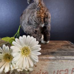 Bernedoodle Puppies from Bernedoodles of Florida