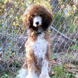 Poodle Puppies from Joy’s Logan Creek Poodles