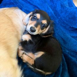 Charlie AKC - Black and tan male Dachshund puppy in Marseilles, Illinois from Zacha’s Doxie House