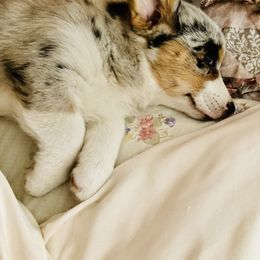 American Corgi and Pembroke Welsh Corgi Puppies from Elk Ridge Corgis