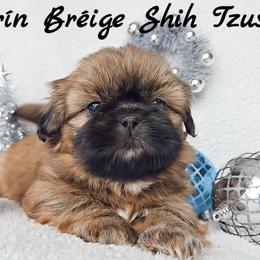 WINNIE - ADOPTED! - Red female Shih Tzu puppy in Middle Grove, New York from Beirin Breige Shih Tzus