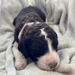 Penelope - Pink Collar - Brown female Poodle puppy in Monroe, North Carolina from The Klepper Homestead