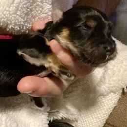 Maltipoo, Morkie, and Yorkipoo Puppies from Danza Bolo