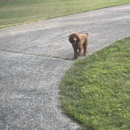 "This is Daddy Dansby. We know the family who owns him very well and he and Pepper were in LOVE. This is him following our car after we picked up Pepper from their week together. " Poodle All Grown Up from Pepper Potts Puppies