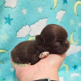 Chocolate boy - Chocolate male Chihuahua puppy in Richmond, Virginia from Breens