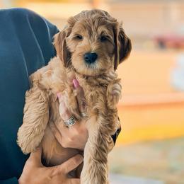 Jermaine - Red  male Goldendoodle puppy in Garden Grove, California from Sunkissed Doodles