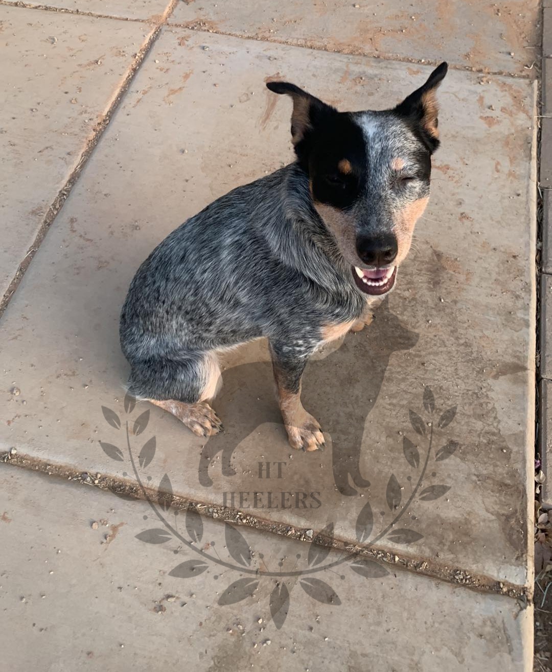Australian Cattle Dog All Grown Up from HT Heelers
