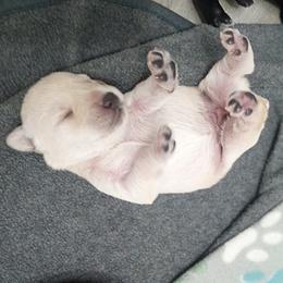 White girl - White female Miniature Schnauzer puppy in Kannapolis, North Carolina from Schnauzer Affinity