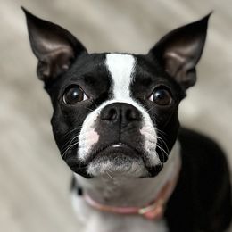 Boston Terriers from Little Miss and Mister Boston Terriers